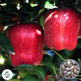 30 Organic Delicious Sweet Apple Seeds (Asia Fruit)